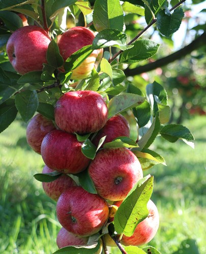 æbler på gren